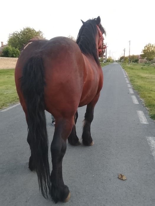 Vând sau schimb harmasar de 4 ani jumate