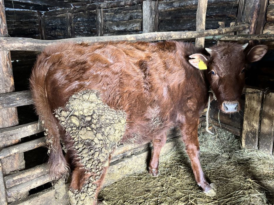 Продам телочек годовалые