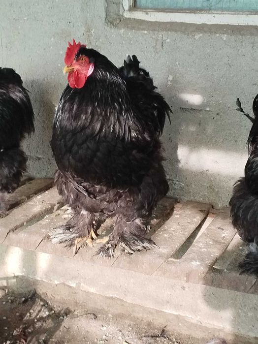 Cocosi cochinchina urias