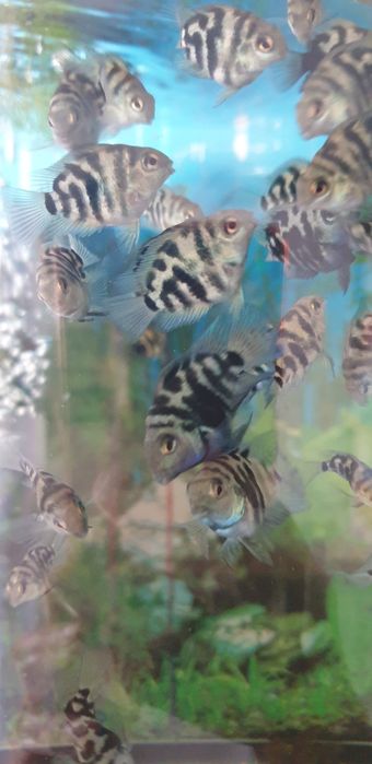 Нанакара неон блю