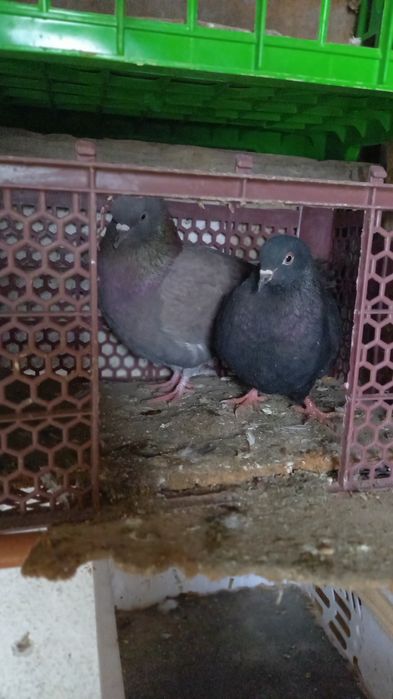 Кептер сатылады.