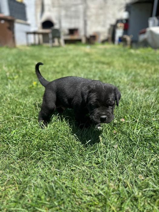 Mascul Cane corso
