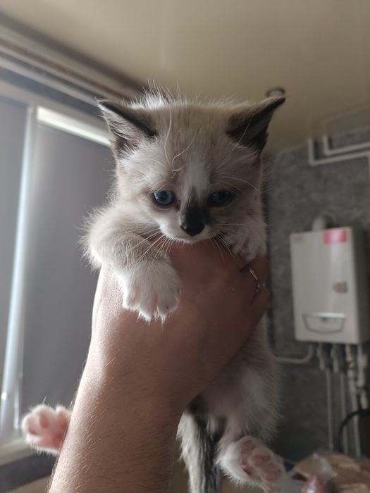 Отдам котят в добрые руки