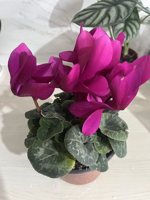 Комнатные растения