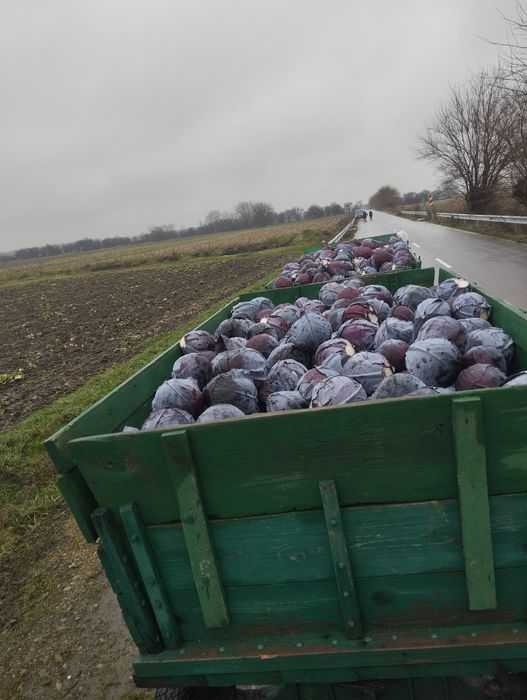 Продавам Червено Зеле!