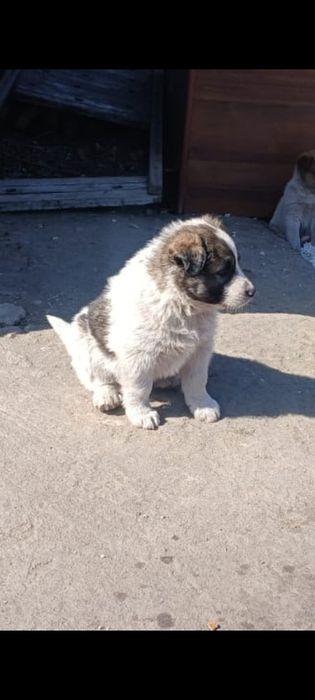 Не меня ли ты ищешь?