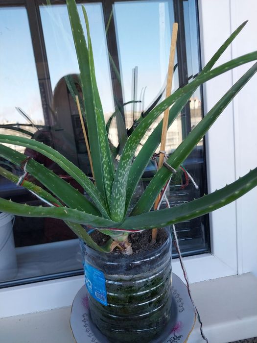 Продам алое вера 3 года