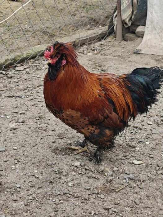 Петел порода Павловски - на 10 месеца