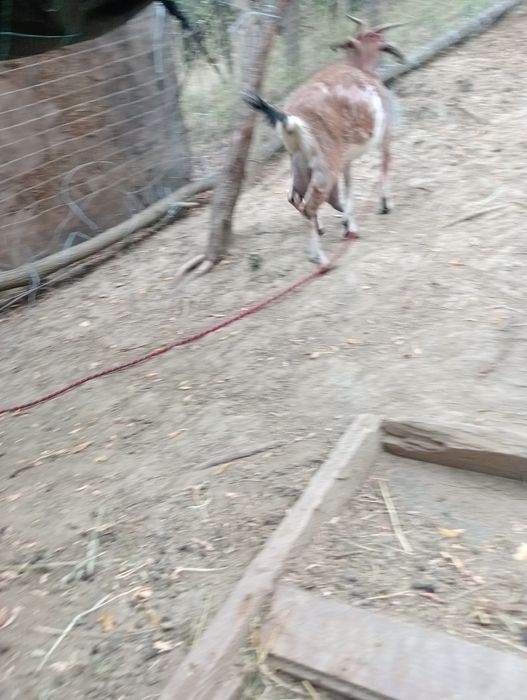 Vând capre tinere și țap de rasă