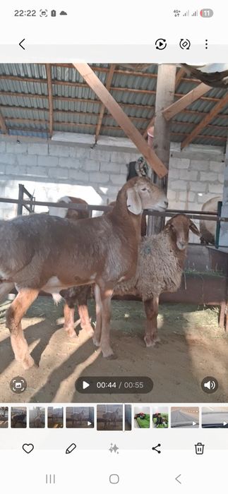 Арашан қозы сатылады