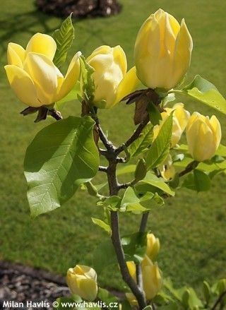 Magnolia la ghiveci diferite culori și mărimi