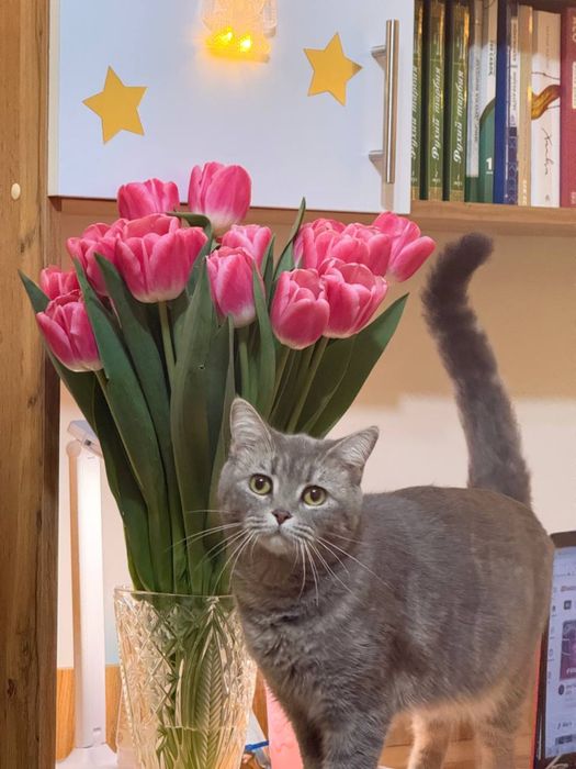 Британка Лиза девочка