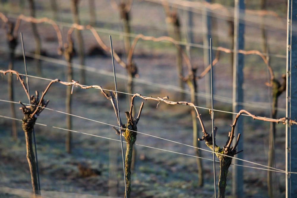 Резитба на лозя и овошки, почистване на обрасли дворове.