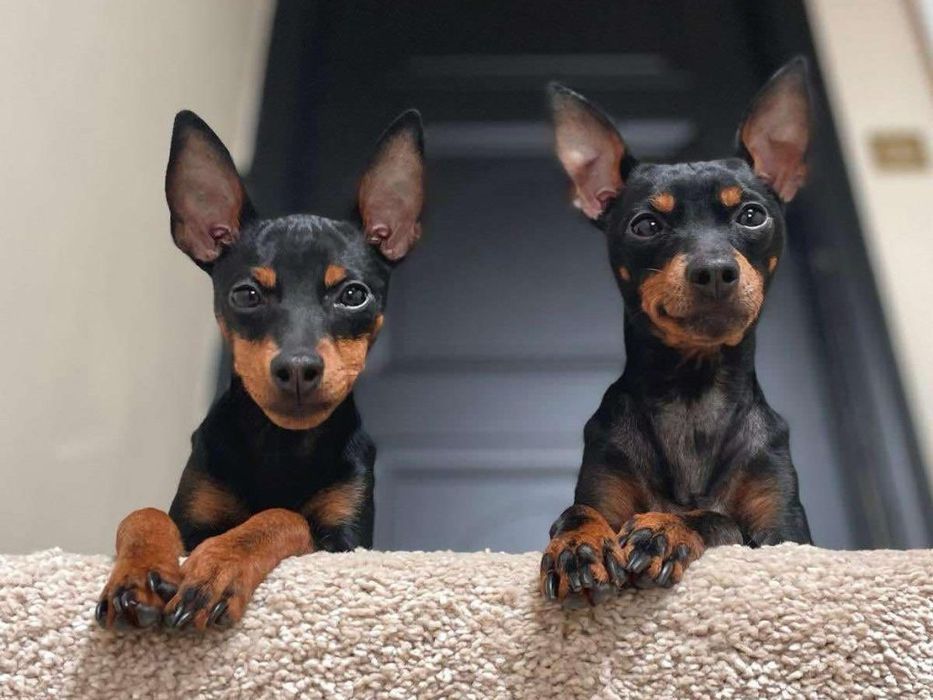 Тойчик колокольчик)