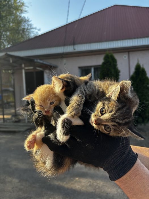 Отдадим котят в хорошие заботливые руки!