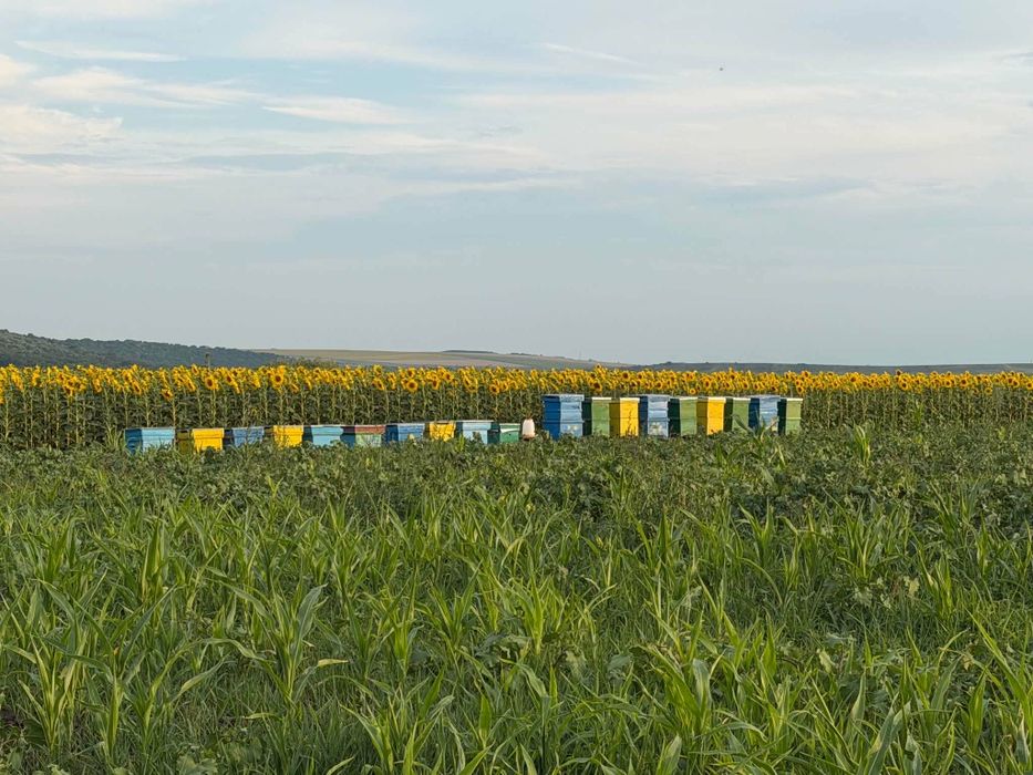Miere Floarea Soarelui