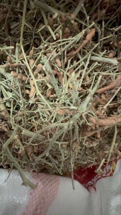 Жантақ шөбі шай сатамын жантак