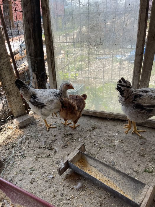 Gaini puicute. Si cocosi Tinere toate culorile.  Gat golas. Porumbițe