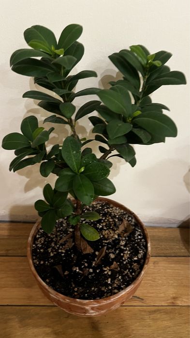 Лирата комнатные цветы