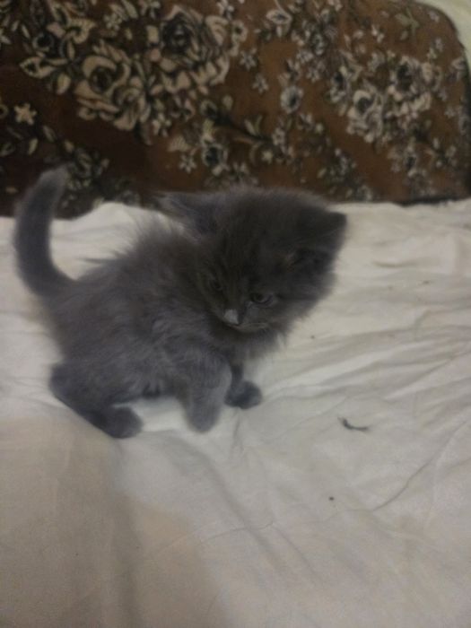 Котята , 4 штуки