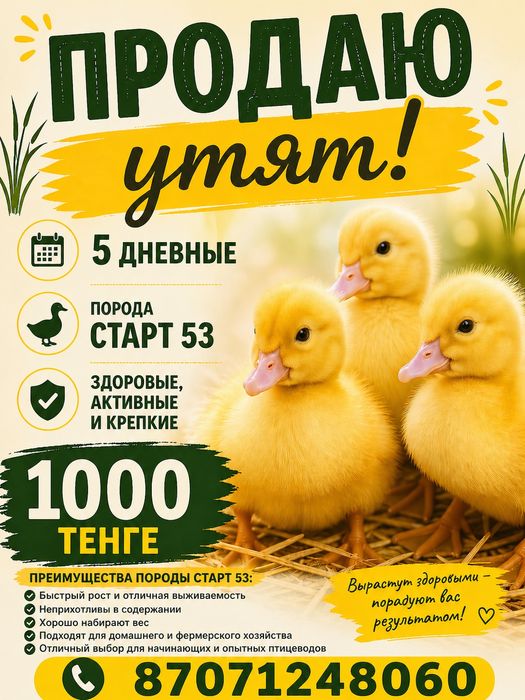 Продам. Утят . По 1000
