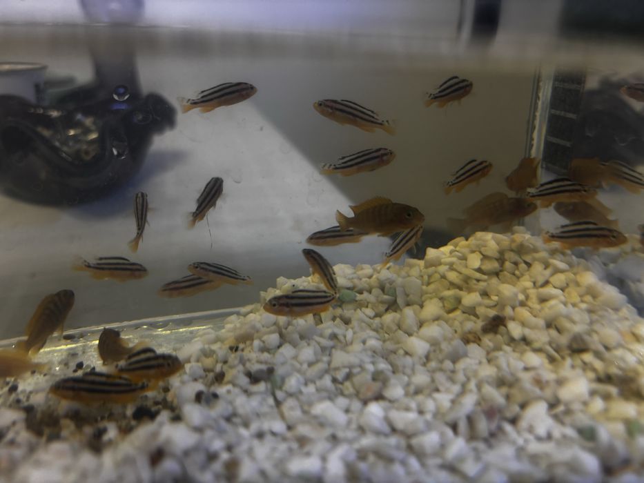 Pesti Ciclide Auratus si Red Top Hongi