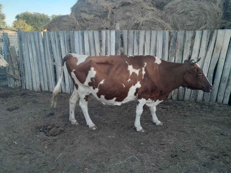 Сүттілі сиыр сатылады.