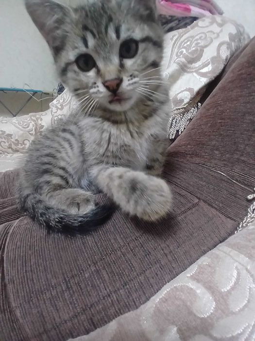 Кошечки ищут дом