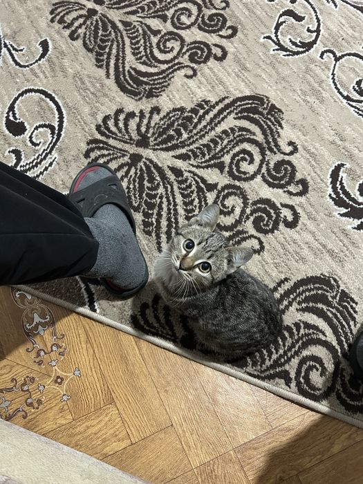 Мысық домашний отдам бесплатно