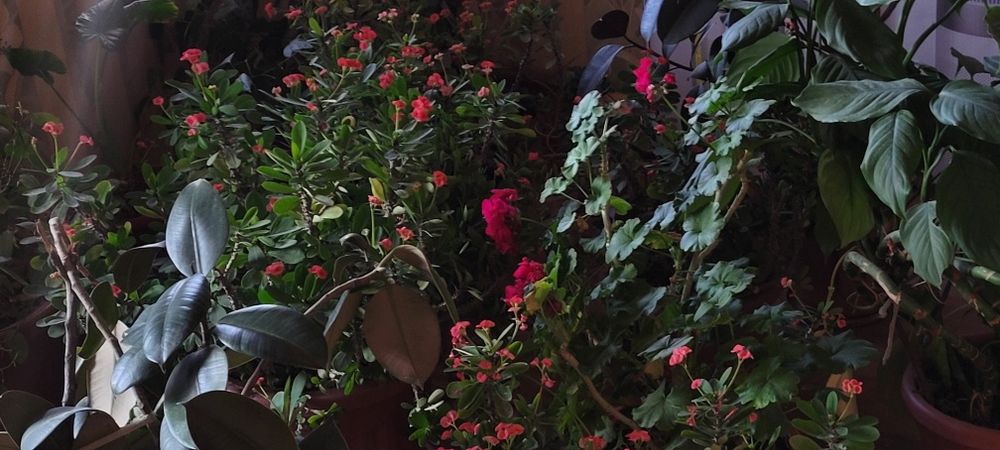 Gullar ,  Домашний Цветы