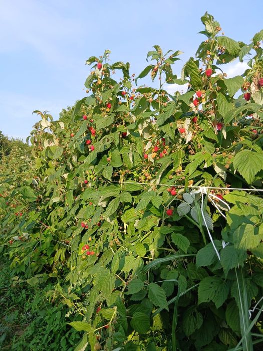 РАЗСАД Малини и Ягоди
