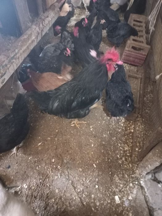 Үй тауықтары сатылады