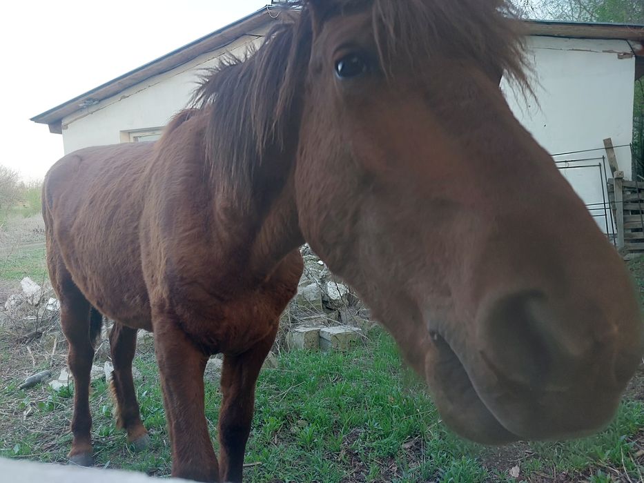 Продам кобылу. 2 года