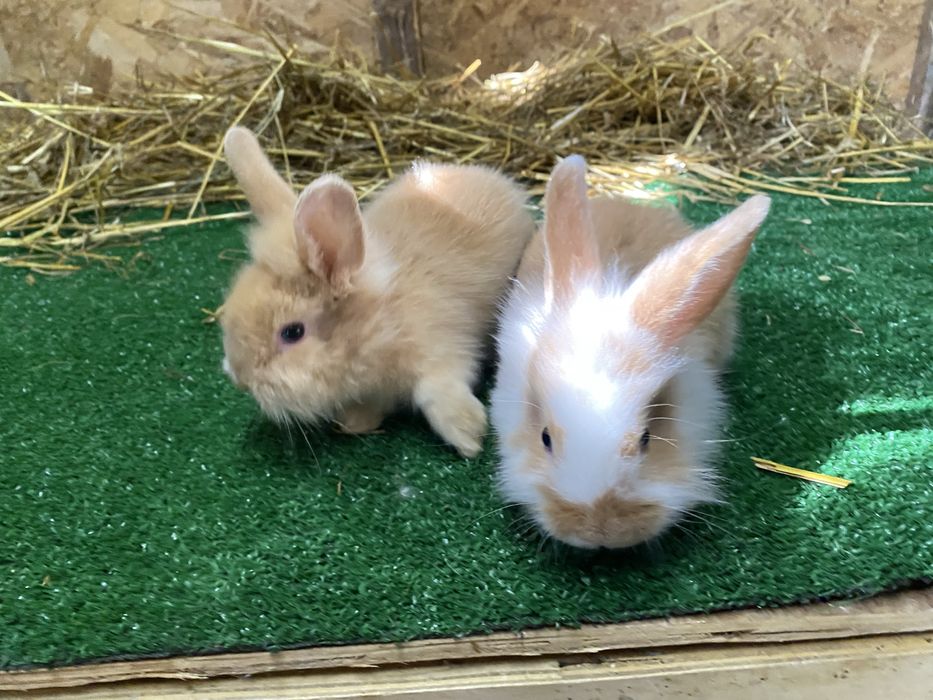 Iepuri de companie pitici cap de leu