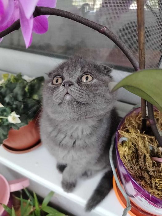 Щотлански котета