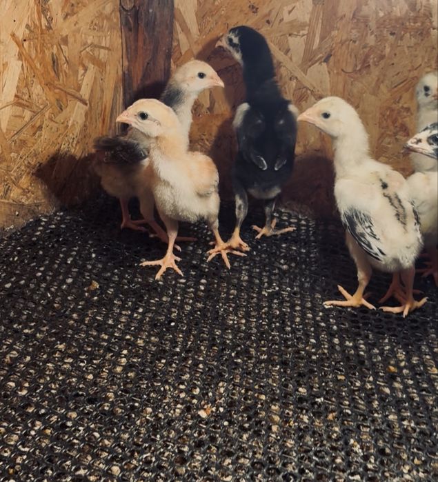 Продается цыплята шамо.