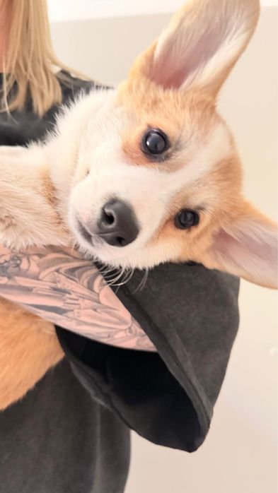 Продам собаку корги