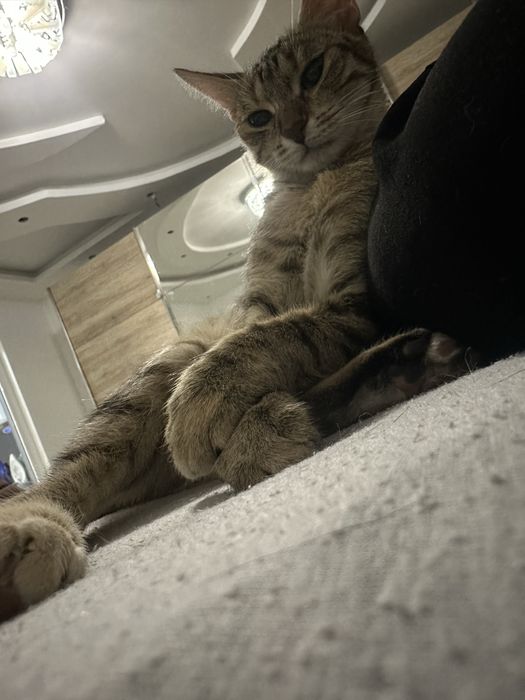 Търси се любящ дом за гальовна котка Зевс