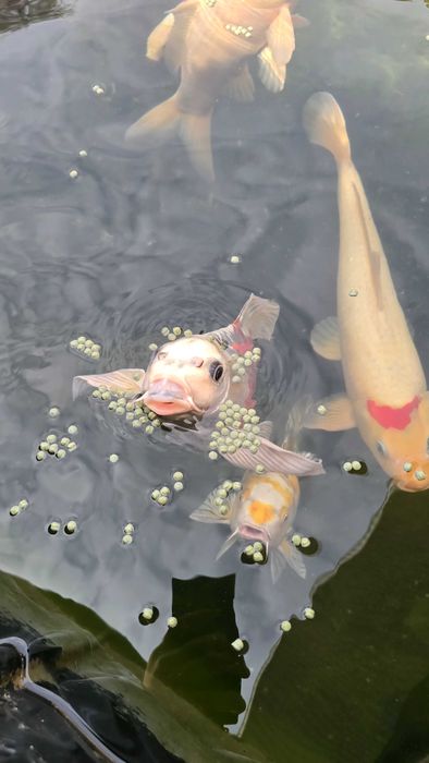 Продам - Карпы кои