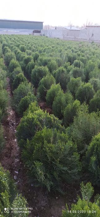 Туя кампак сотилади