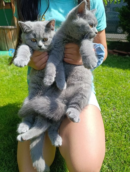 Британски котета