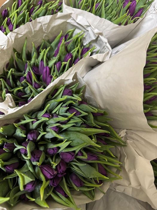 Тюльпаны к 8 марта