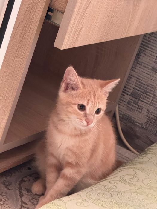 Продается  котенок,игривая