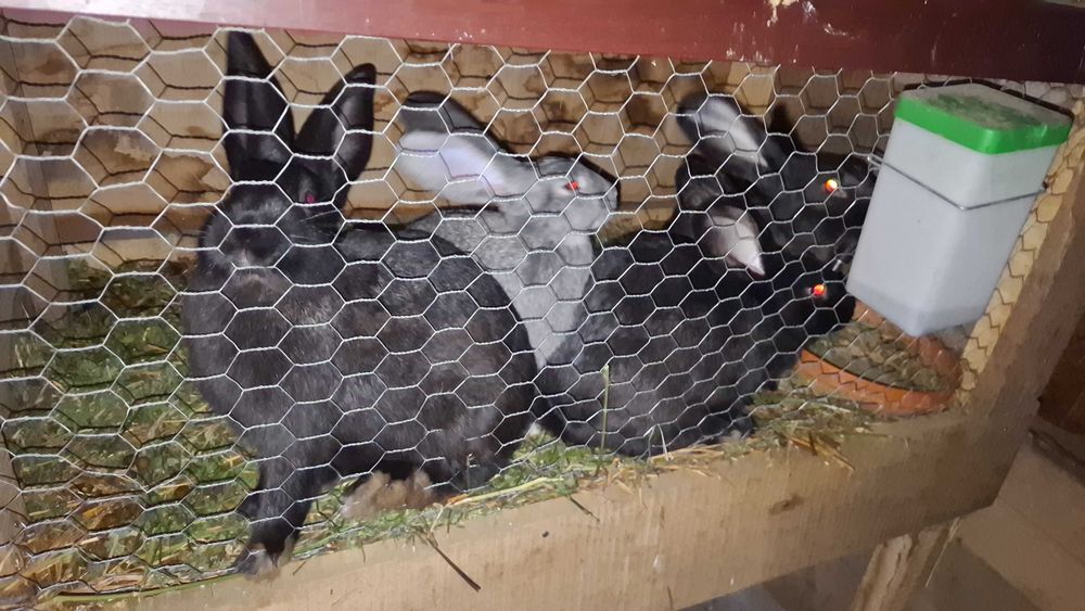 Vând iepuri mari și mici