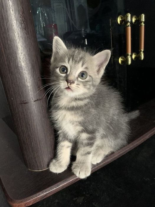 Siberiana de Pădure