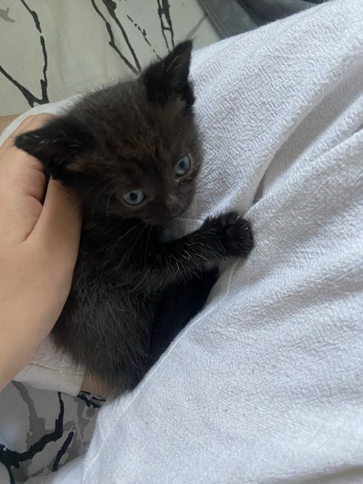 Отдам котенка даром