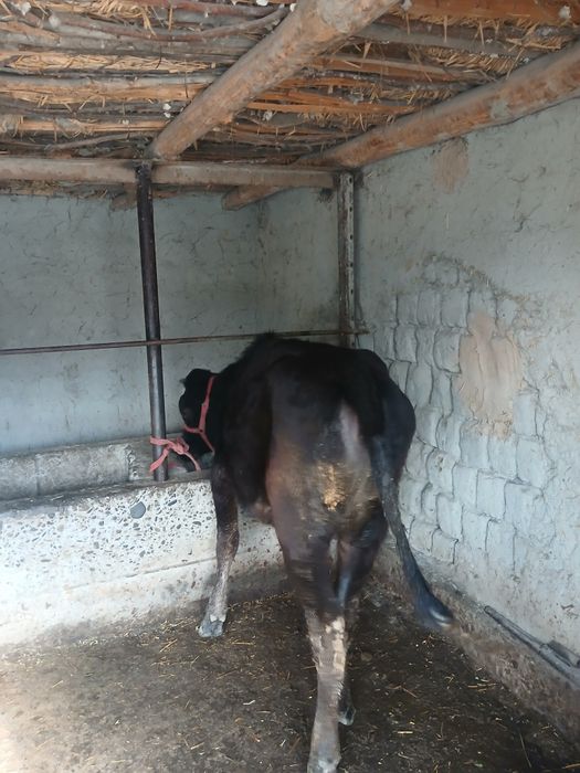 Таналар сотилади