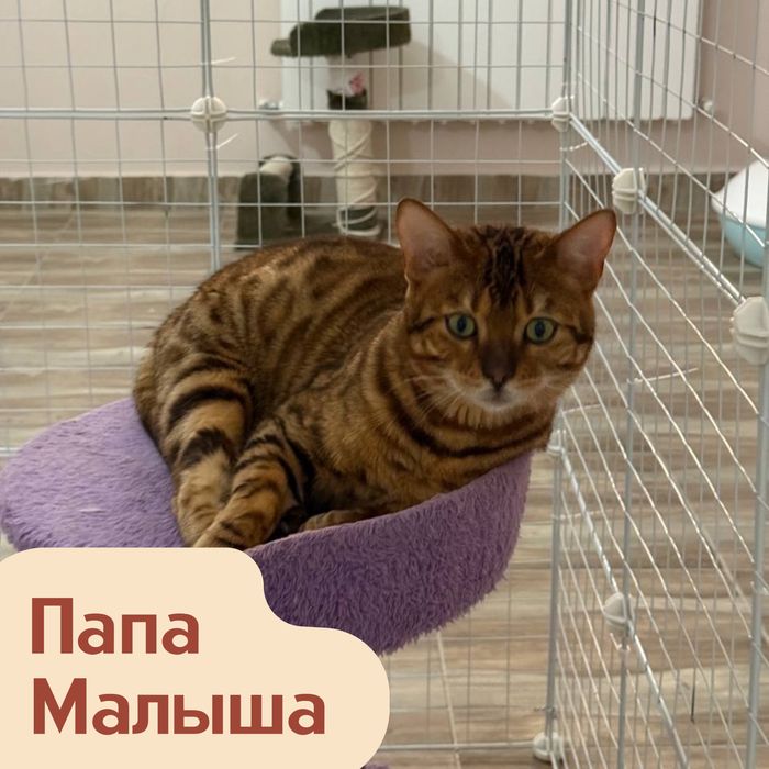 Бенгальский котёнок; Чистокровный