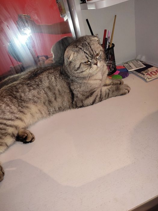 Скоттиш фолд Кот серий цвет продаю