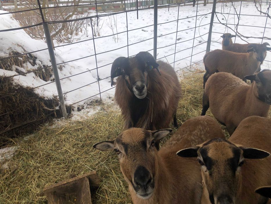 oi camerun aparat de tuns bio